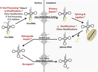 tRNA Processing and Subcellular Trafficking Proteins Multitask in Pathways for Other RNAs